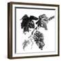 Chinese Traditional Ink Painting, Grapes On White Background-elwynn-Framed Art Print