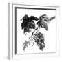 Chinese Traditional Ink Painting, Grapes On White Background-elwynn-Framed Art Print