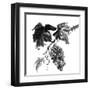 Chinese Traditional Ink Painting, Grapes On White Background-elwynn-Framed Art Print