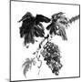 Chinese Traditional Ink Painting, Grapes On White Background-elwynn-Mounted Art Print