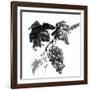 Chinese Traditional Ink Painting, Grapes On White Background-elwynn-Framed Art Print