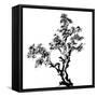 Chinese Traditional Ink Painting, Pine Tree On White Background-elwynn-Framed Stretched Canvas