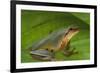 Chinese Tree Frog on Plant-DLILLC-Framed Photographic Print