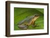 Chinese Tree Frog on Plant-DLILLC-Framed Photographic Print