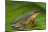 Chinese Tree Frog on Plant-DLILLC-Mounted Photographic Print