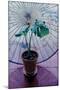 Chinese Umbrella-Simon Cook-Mounted Giclee Print