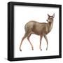 Chinese Water Deer (Hydropotes Inermis), Mammals-Encyclopaedia Britannica-Framed Poster