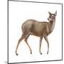 Chinese Water Deer (Hydropotes Inermis), Mammals-Encyclopaedia Britannica-Mounted Poster