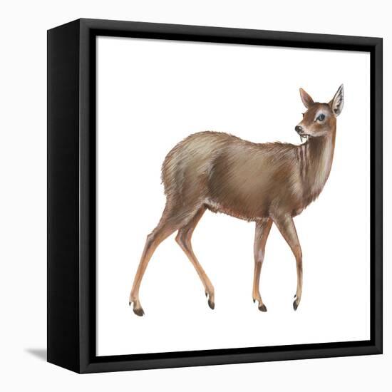 Chinese Water Deer (Hydropotes Inermis), Mammals-Encyclopaedia Britannica-Framed Stretched Canvas