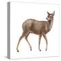 Chinese Water Deer (Hydropotes Inermis), Mammals-Encyclopaedia Britannica-Stretched Canvas
