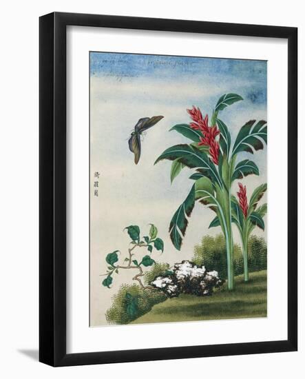 Chinese Watercolor of a Flowering Plant and a Butterfly-null-Framed Giclee Print