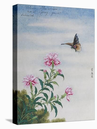 Chinese Watercolor of a Moth and Pink Carnations-null-Stretched Canvas