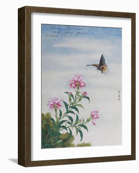 Chinese Watercolor of a Moth and Pink Carnations-null-Framed Giclee Print