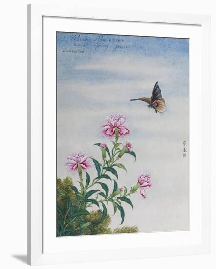 Chinese Watercolor of a Moth and Pink Carnations-null-Framed Giclee Print