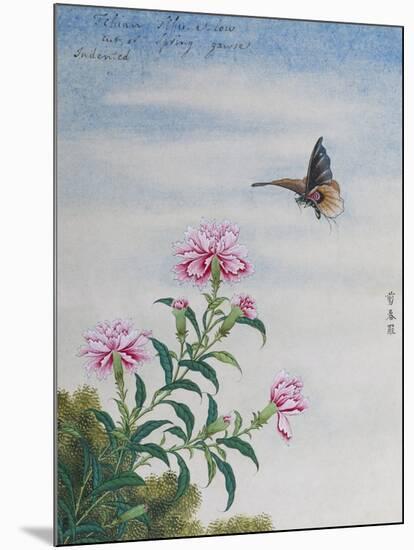 Chinese Watercolor of a Moth and Pink Carnations-null-Mounted Giclee Print