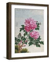 Chinese Watercolor of Pink Peonies-null-Framed Giclee Print