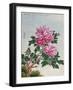 Chinese Watercolor of Pink Peonies-null-Framed Giclee Print