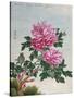 Chinese Watercolor of Pink Peonies-null-Stretched Canvas