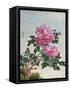 Chinese Watercolor of Pink Peonies-null-Framed Stretched Canvas