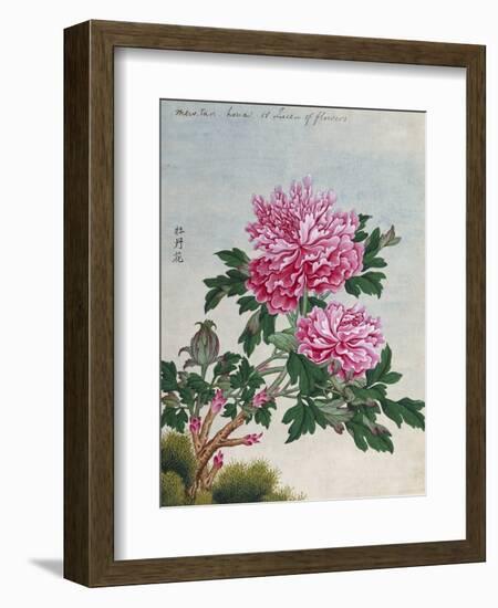 Chinese Watercolor of Pink Peonies-null-Framed Giclee Print