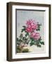 Chinese Watercolor of Pink Peonies-null-Framed Giclee Print