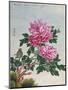 Chinese Watercolor of Pink Peonies-null-Mounted Giclee Print
