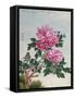 Chinese Watercolor of Pink Peonies-null-Framed Stretched Canvas