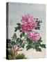 Chinese Watercolor of Pink Peonies-null-Stretched Canvas