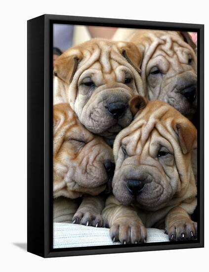 Chineses Shar-Pei Puppies are Displayed for Sale-null-Framed Stretched Canvas