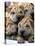 Chineses Shar-Pei Puppies are Displayed for Sale-null-Stretched Canvas