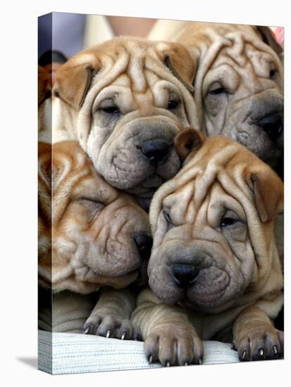Chineses Shar-Pei Puppies are Displayed for Sale-null-Stretched Canvas
