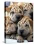 Chineses Shar-Pei Puppies are Displayed for Sale-null-Stretched Canvas