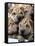 Chineses Shar-Pei Puppies are Displayed for Sale-null-Framed Stretched Canvas