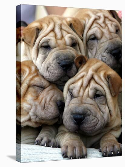 Chineses Shar-Pei Puppies are Displayed for Sale-null-Stretched Canvas