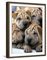 Chineses Shar-Pei Puppies are Displayed for Sale-null-Framed Premium Photographic Print