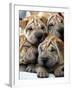 Chineses Shar-Pei Puppies are Displayed for Sale-null-Framed Premium Photographic Print