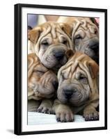 Chineses Shar-Pei Puppies are Displayed for Sale-null-Framed Premium Photographic Print