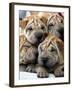 Chineses Shar-Pei Puppies are Displayed for Sale-null-Framed Premium Photographic Print