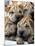 Chineses Shar-Pei Puppies are Displayed for Sale-null-Mounted Premium Photographic Print