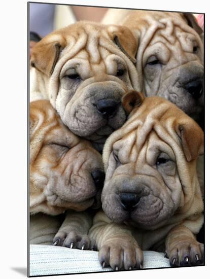 Chineses Shar-Pei Puppies are Displayed for Sale-null-Mounted Premium Photographic Print