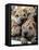 Chineses Shar-Pei Puppies are Displayed for Sale-null-Framed Stretched Canvas
