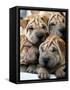 Chineses Shar-Pei Puppies are Displayed for Sale-null-Framed Stretched Canvas