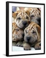 Chineses Shar-Pei Puppies are Displayed for Sale-null-Framed Photographic Print