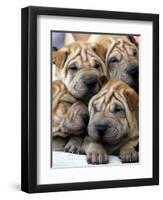 Chineses Shar-Pei Puppies are Displayed for Sale-null-Framed Photographic Print