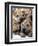 Chineses Shar-Pei Puppies are Displayed for Sale-null-Framed Photographic Print