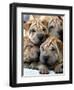 Chineses Shar-Pei Puppies are Displayed for Sale-null-Framed Photographic Print