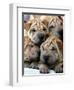 Chineses Shar-Pei Puppies are Displayed for Sale-null-Framed Photographic Print