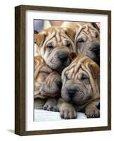 Chineses Shar-Pei Puppies are Displayed for Sale-null-Framed Photographic Print