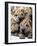 Chineses Shar-Pei Puppies are Displayed for Sale-null-Framed Photographic Print