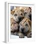 Chineses Shar-Pei Puppies are Displayed for Sale-null-Framed Photographic Print